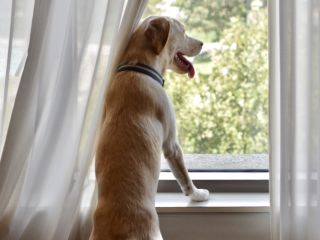 A Dog Looking Out A Window
